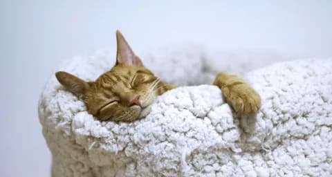 7 Tips to Get Your Cat Sleep Well at Night