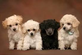 smallest poodle breed