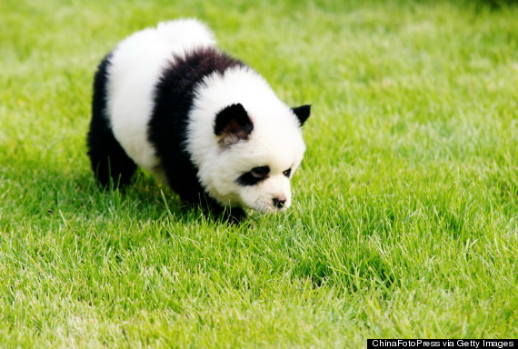 dog that looks like a red panda