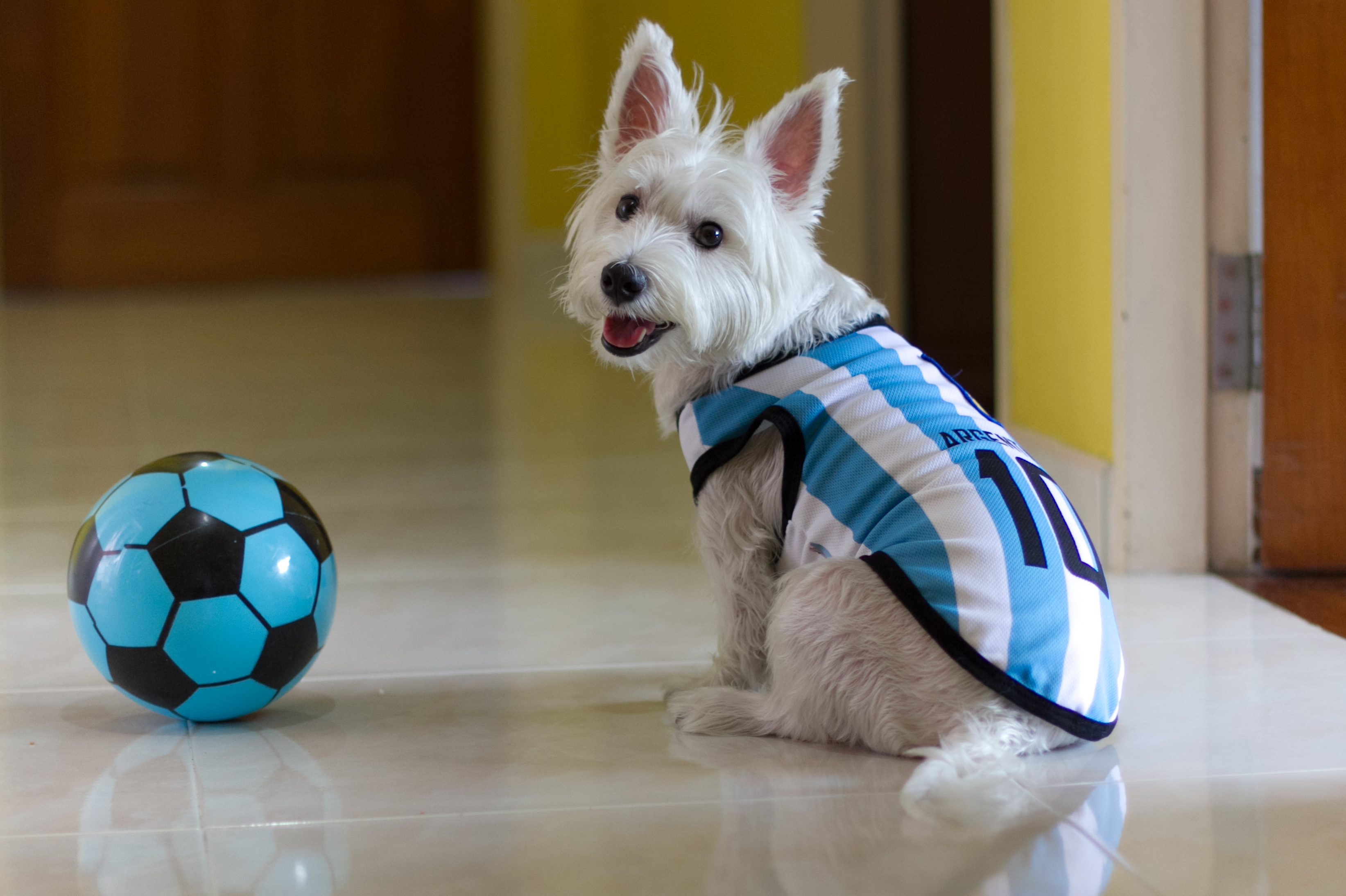 Pets in Football Kits- Catch Dogs in FIFA 2014 Fever!