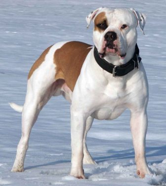 Pitbull Vs Bulldog - What's The Difference?