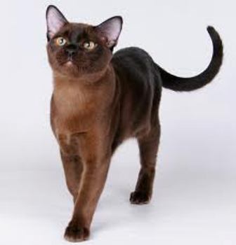 muscular cat breed