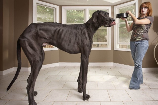 largest dog weight