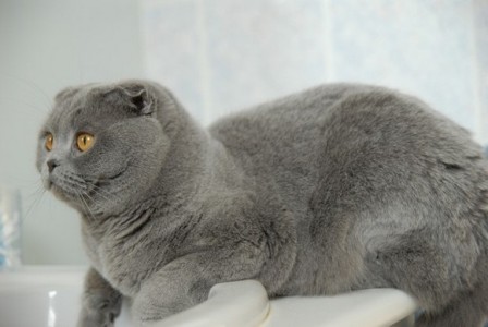 cat breed with small ears