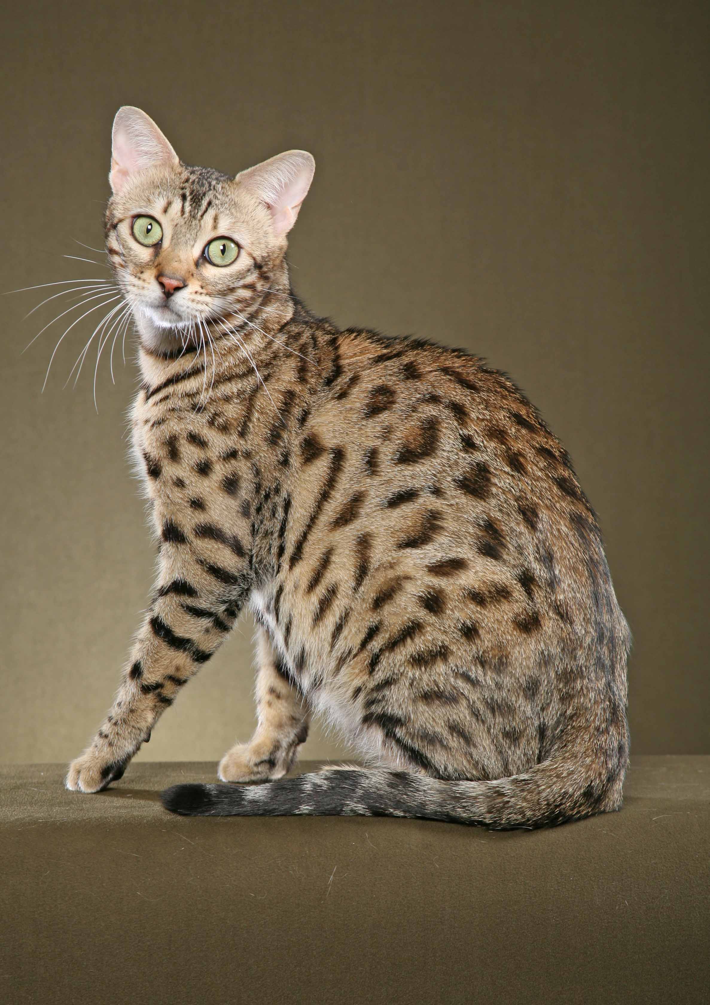 cat breed with small ears