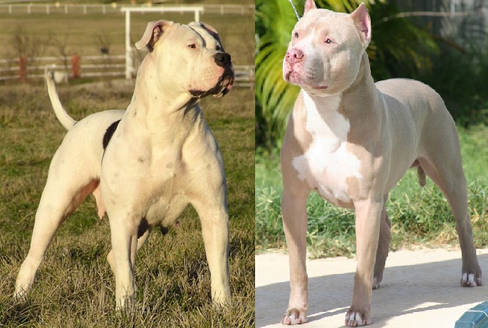 are pitbull and bulldog the same? 2