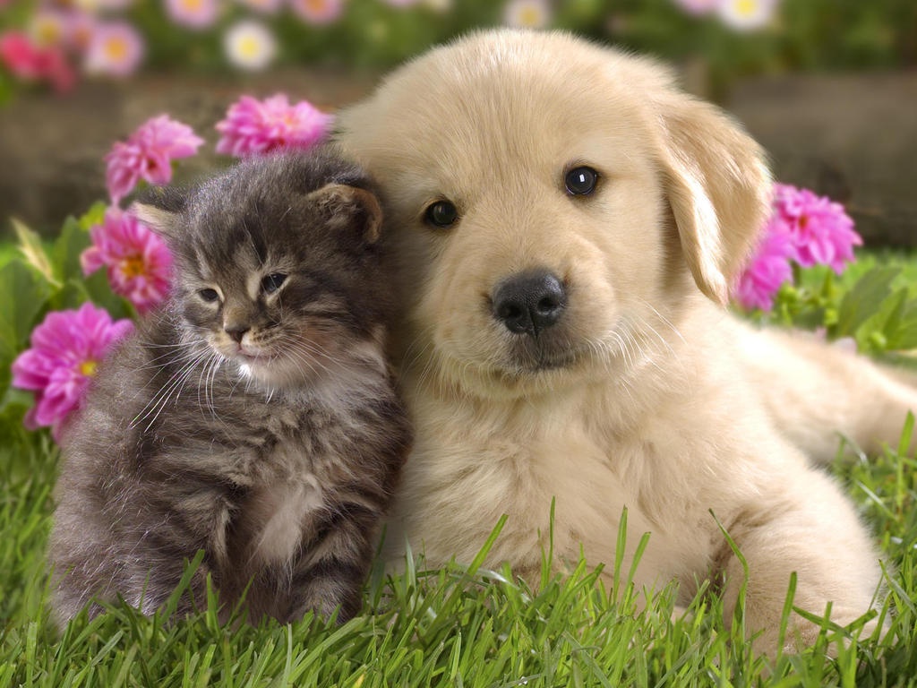 which is better puppies or kittens