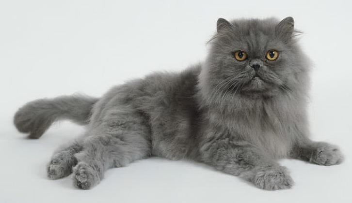 grey persian cats