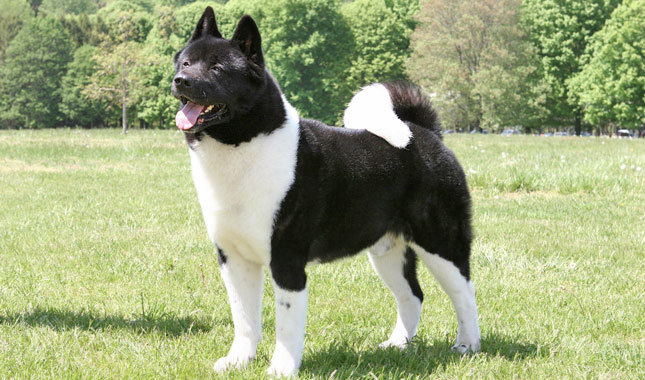 dog breeds with curly tails and floppy ears
