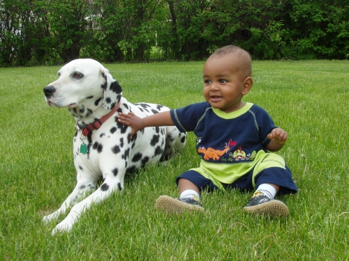 Are Dalmatian Dogs Good With Kids?