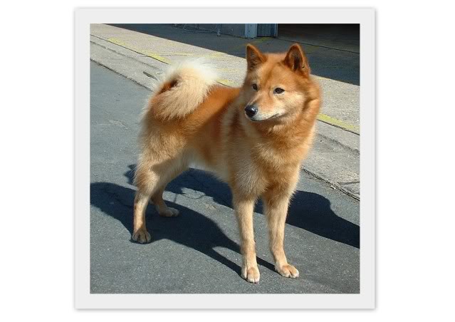 small spitz type dogs