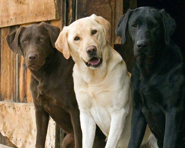 best dogs to own
