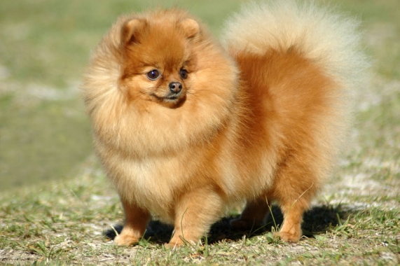 dogs with fluffy curly tails