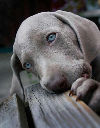 which dog breeds can have blue eyes
