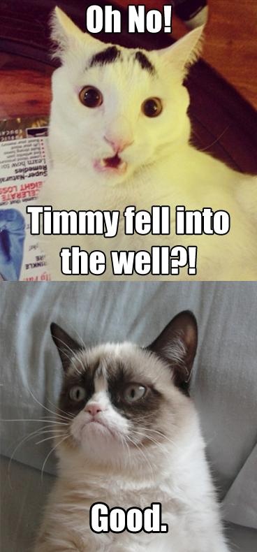 Grumpy Cat Memes Clean For Kids