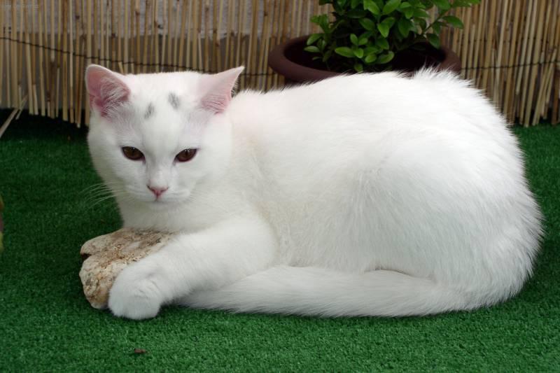 white cat with gray ears and tail