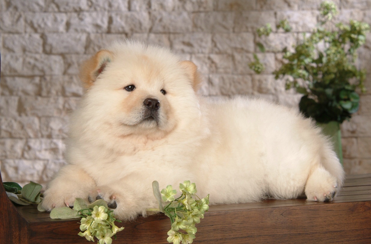 are chow chow aggressive