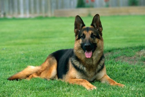 http://www.petsworld.in/blog/wp-content/uploads/2014/09/German-Shepherd3.jpg