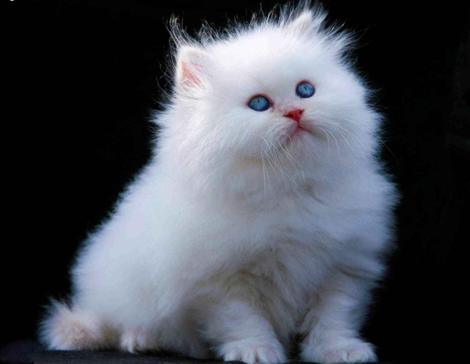 cute white fluffy cats