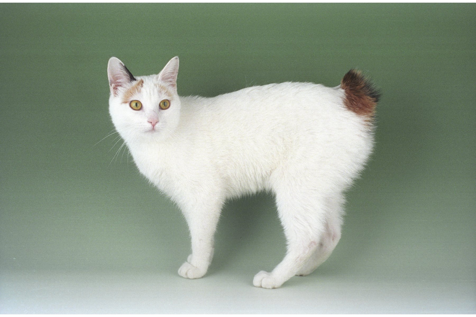 white cat with gray ears and tail