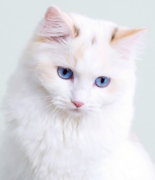 List of White Cat Breeds With Pictures