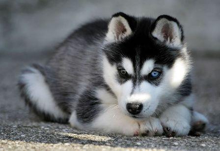 most beautiful dog breed in the world