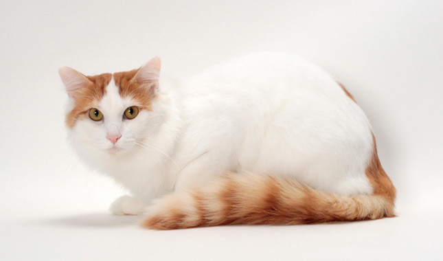 white cat with orange spots