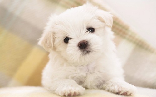 pictures of the most cutest puppies in the world