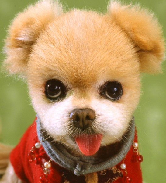 which is the cutest dog in the world