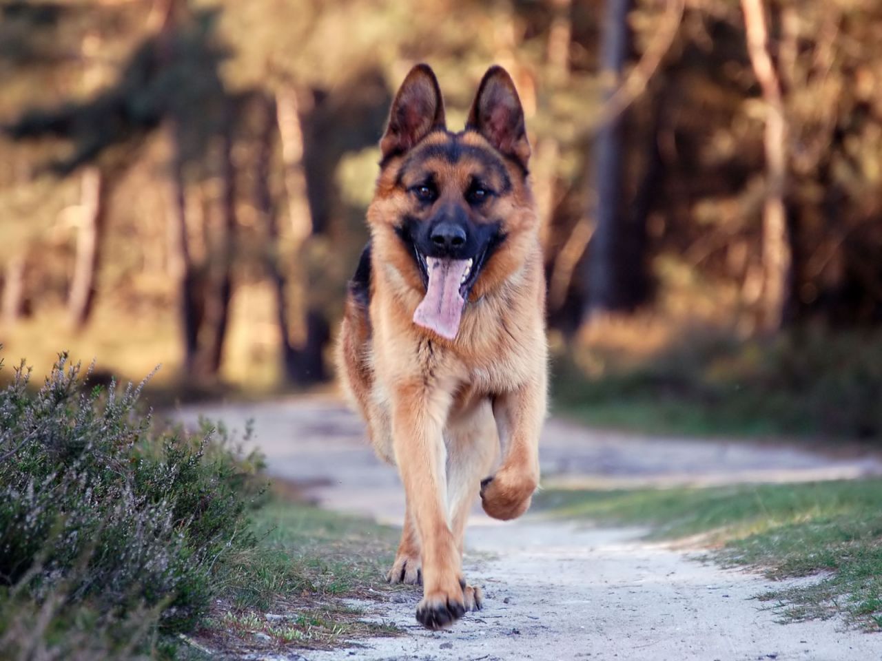 are german shepherds the most loyal dog breed