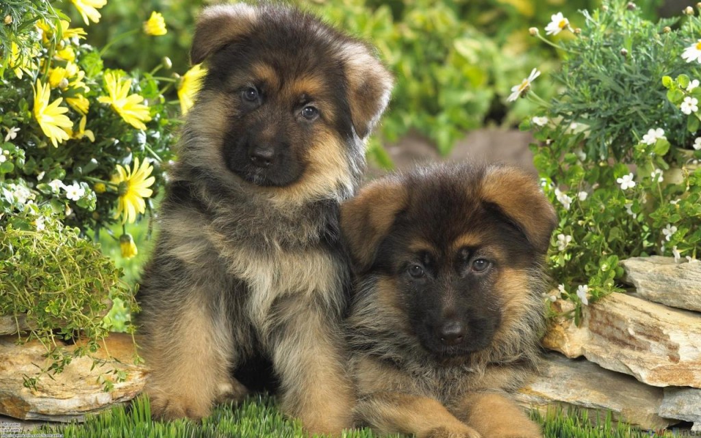 adorable german shepherds