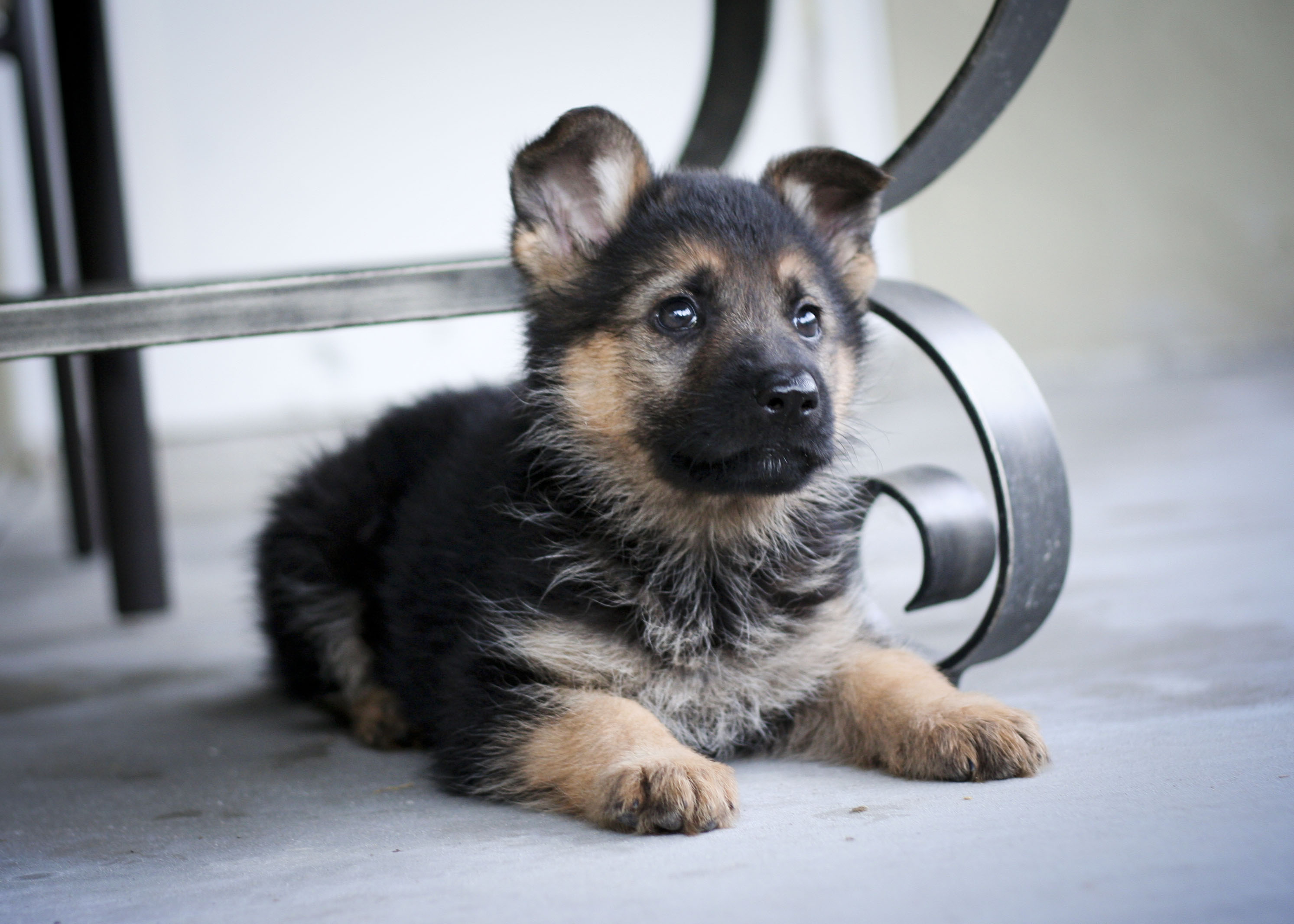 cutest german shepherd puppies