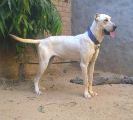 what is the breed of bully kutta