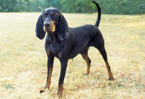 black and tan dog breeds