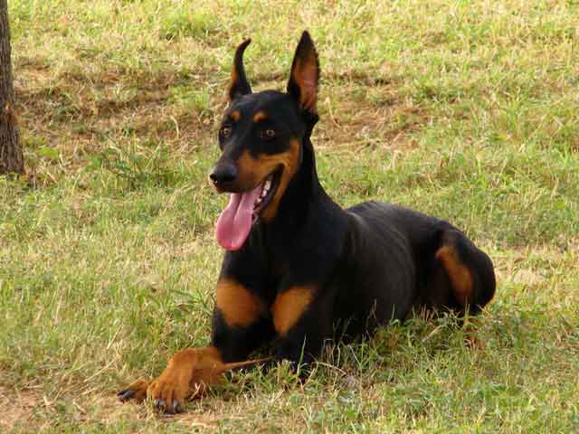 small black and tan dog breeds