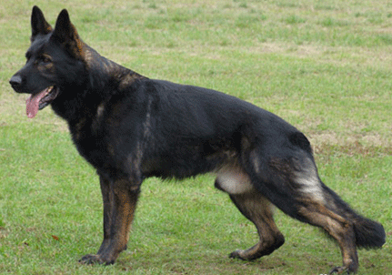 black and brown dogs with pointy ears