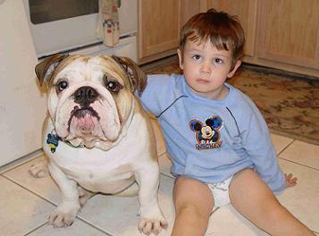 Are English Bulldogs Good with Kids?