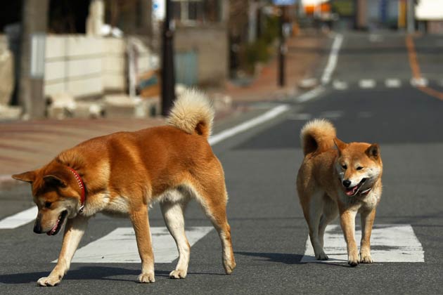 what breed are street dogs