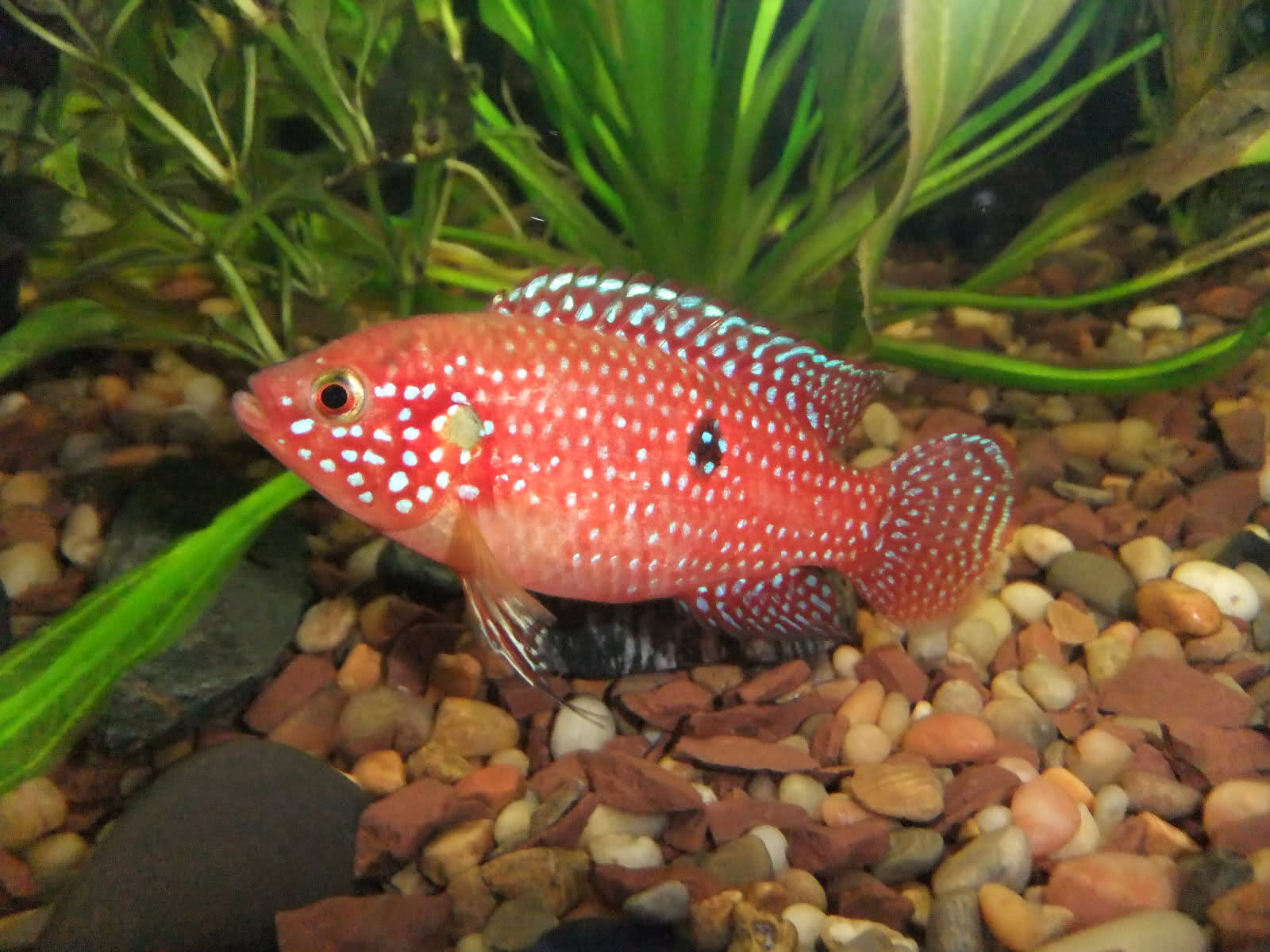 types of freshwater fish pets