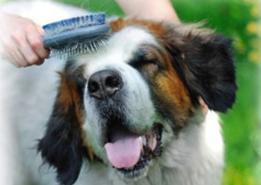 what causes excessive shedding in dogs