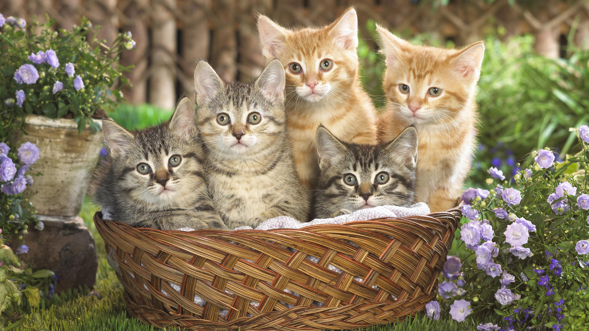 tabby cat kittens