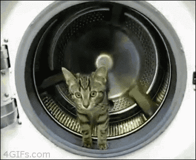 10 Funniest Cat Gifs