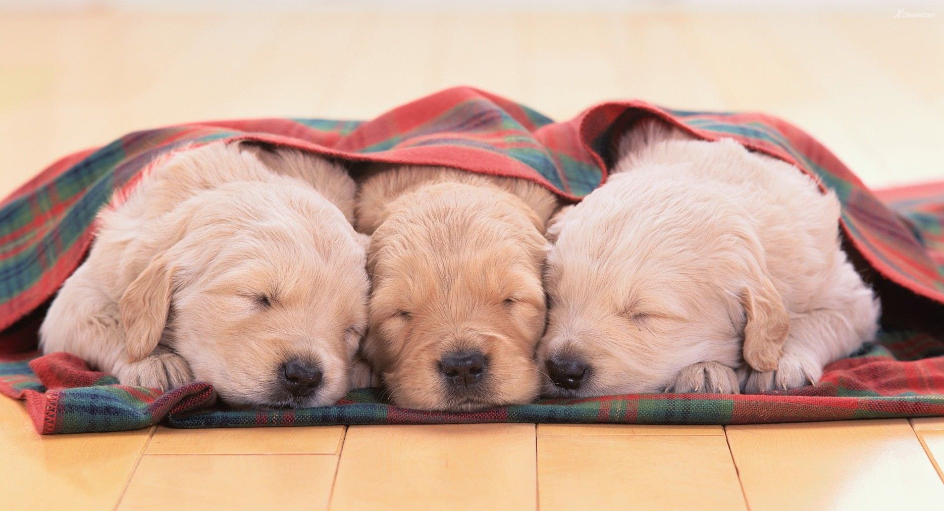 sleeping cute puppies