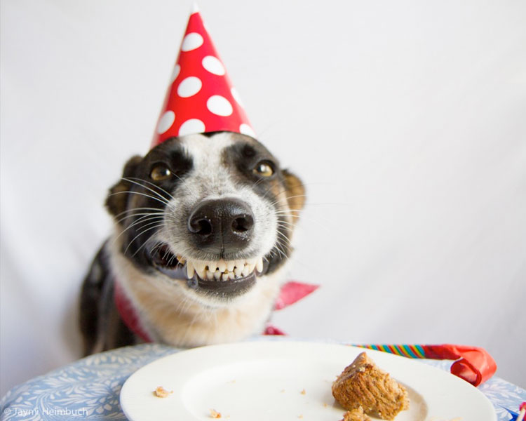 cute animal birthday pictures