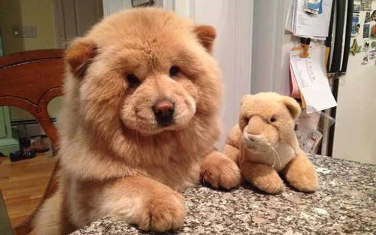 teddy bear looking dog breed