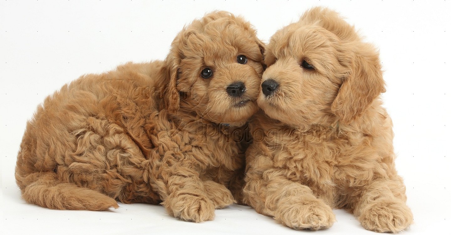 cute teddy dogs