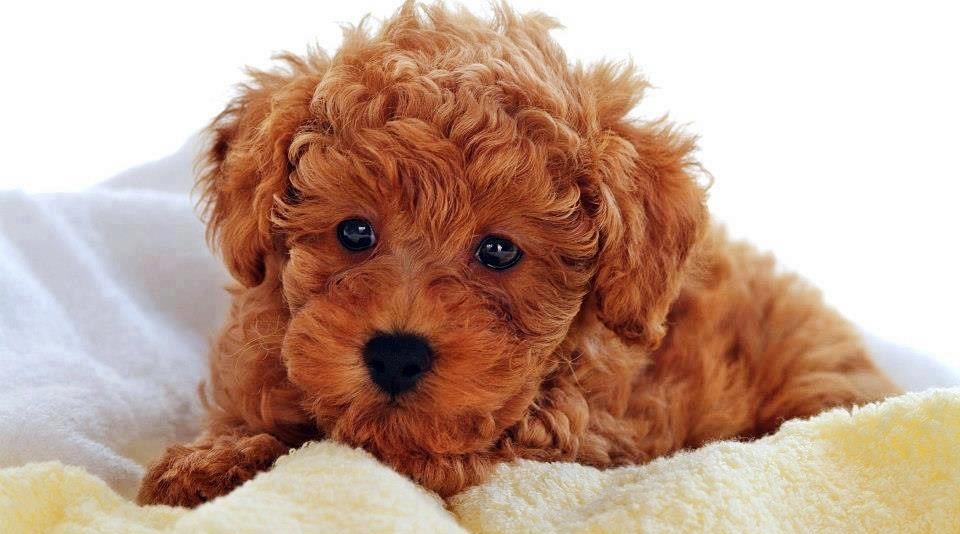small brown teddy bear dog