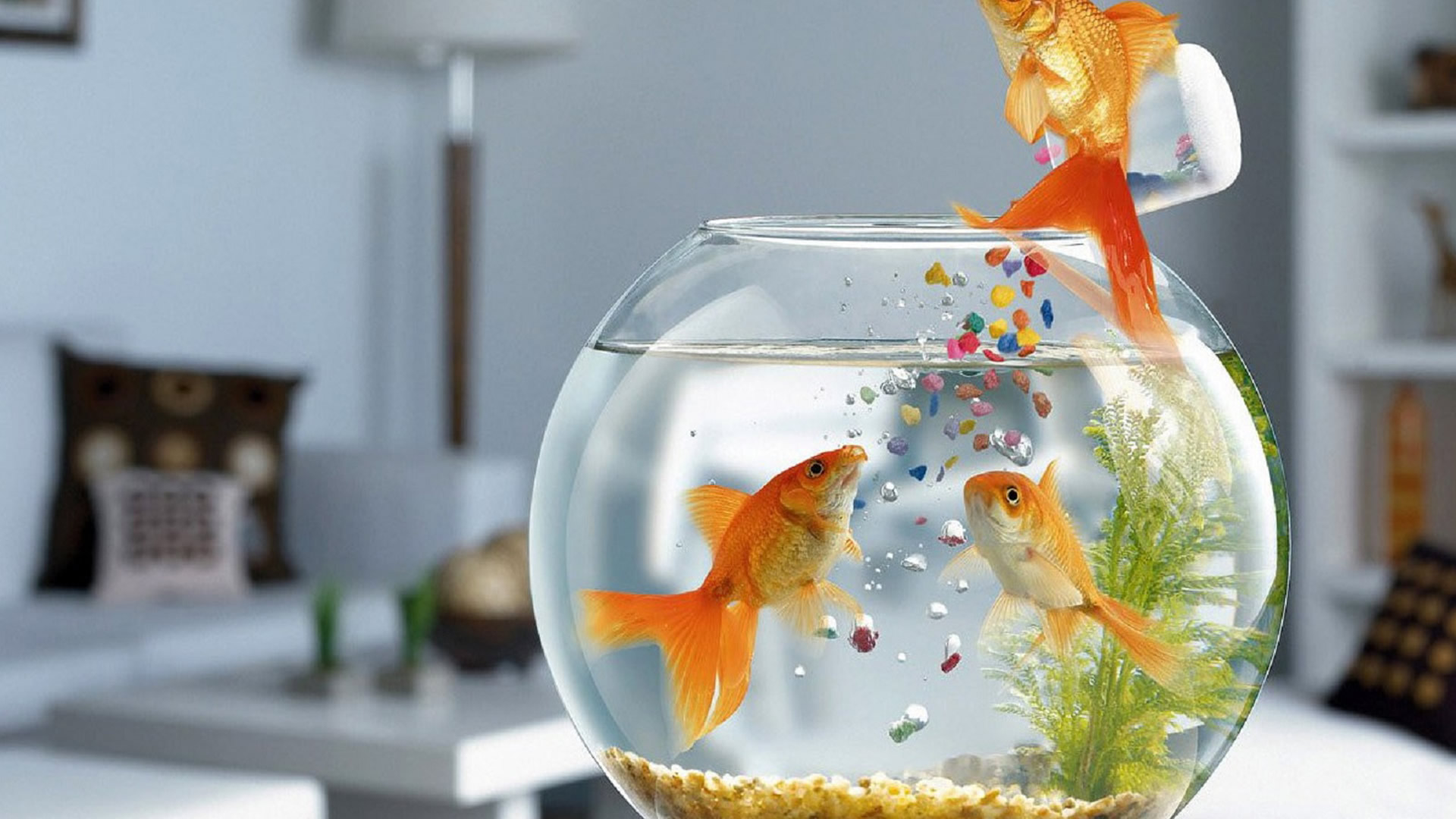 What Fish Food to Feed Your Fish Pets World