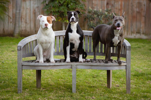 pit bull type dog breeds