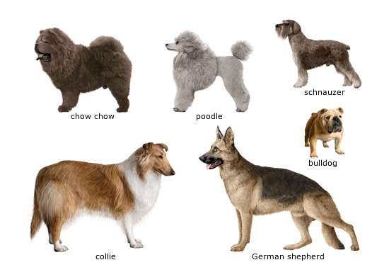 shepherd dog varieties